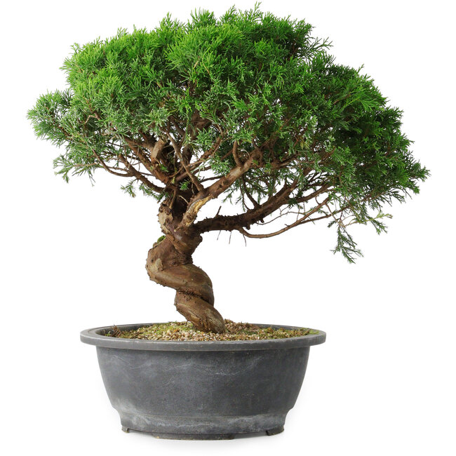Juniperus chinensis Itoigawa, 36 cm, ± 15 anni