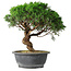 Juniperus chinensis Itoigawa, 36 cm, ± 15 años