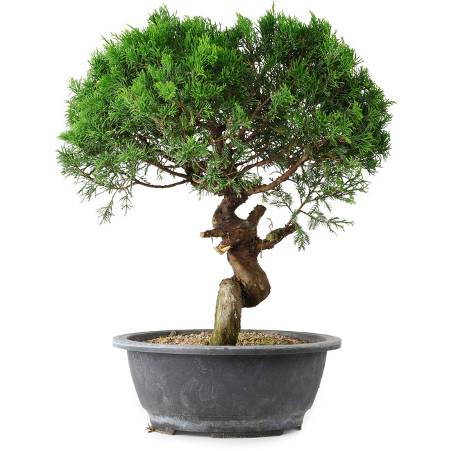 Juniperus chinensis Itoigawa, 36 cm, ± 15 years old