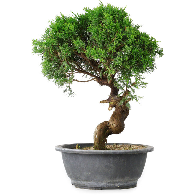 Juniperus chinensis Itoigawa, 36 cm, ± 15 anni
