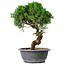 Juniperus chinensis Itoigawa, 36 cm, ± 15 ans