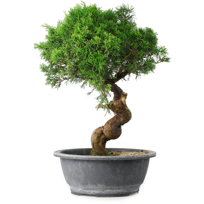 Juniperus chinensis Itoigawa, 36 cm, ± 15 Jahre alt
