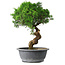 Juniperus chinensis Itoigawa, 36 cm, ± 15 years old