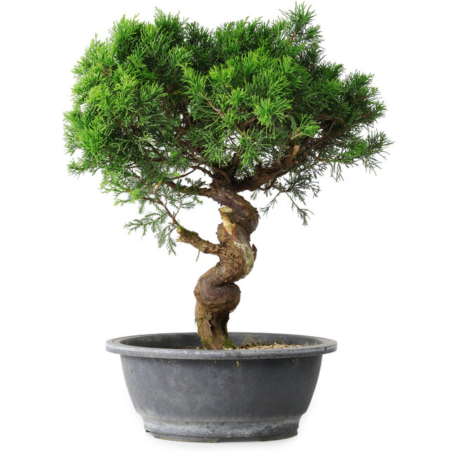 Juniperus chinensis Itoigawa, 36 cm, ± 15 jaar oud