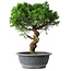 Juniperus chinensis Itoigawa, 36 cm, ± 15 anni