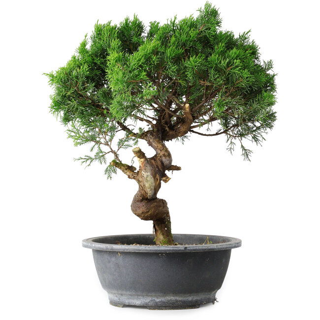 Juniperus chinensis Itoigawa, 36 cm, ± 15 ans
