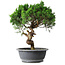 Juniperus chinensis Itoigawa, 36 cm, ± 15 ans