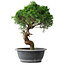 Juniperus chinensis Itoigawa, 36 cm, ± 15 ans