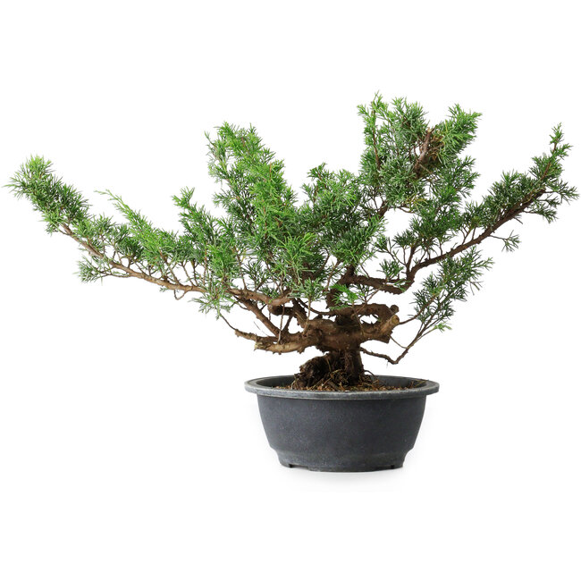 Juniperus chinensis Itoigawa, 31 cm, ± 15 años