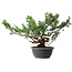 Juniperus chinensis Itoigawa, 31 cm, ± 15 años