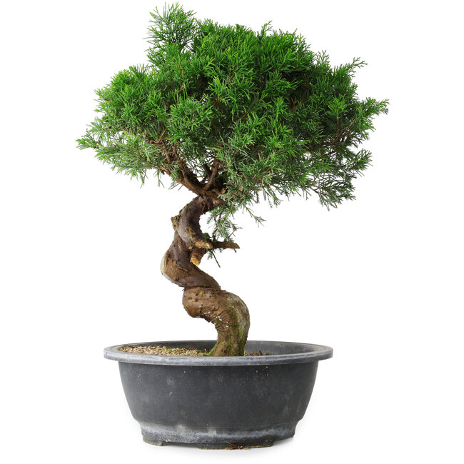 Juniperus chinensis Itoigawa, 36 cm, ± 15 years old