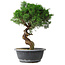 Juniperus chinensis Itoigawa, 36 cm, ± 15 Jahre alt