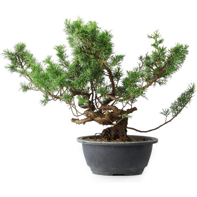 Juniperus chinensis Itoigawa, 31 cm, ± 15 Jahre alt