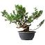 Juniperus chinensis Itoigawa, 31 cm, ± 15 años