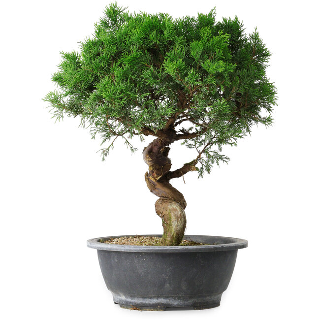Juniperus chinensis Itoigawa, 36 cm, ± 15 anni