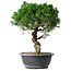 Juniperus chinensis Itoigawa, 36 cm, ± 15 Jahre alt