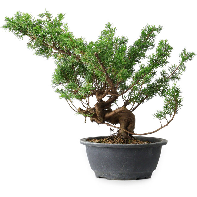 Juniperus chinensis Itoigawa, 31 cm, ± 15 anni