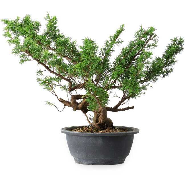 Juniperus chinensis Itoigawa, 31 cm, ± 15 jaar oud