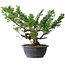 Juniperus chinensis Itoigawa, 31 cm, ± 15 years old