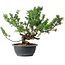 Juniperus chinensis Itoigawa, 31 cm, ± 15 ans