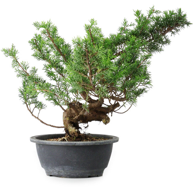 Juniperus chinensis Itoigawa, 31 cm, ± 15 jaar oud
