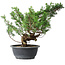 Juniperus chinensis Itoigawa, 31 cm, ± 15 jaar oud