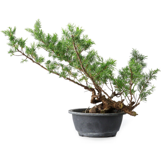 Juniperus chinensis Itoigawa, 33,5 cm, ± 15 anni