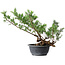 Juniperus chinensis Itoigawa, 33,5 cm, ± 15 anni
