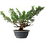 Juniperus chinensis Itoigawa, 31 cm, ± 15 jaar oud