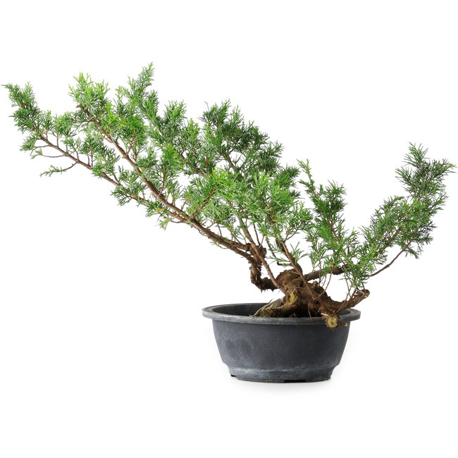 Juniperus chinensis Itoigawa, 33,5 cm, ± 15 years old