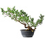 Juniperus chinensis Itoigawa, 33,5 cm, ± 15 years old