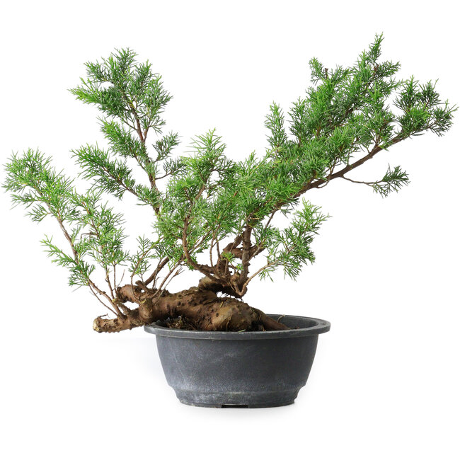 Juniperus chinensis Itoigawa, 33,5 cm, ± 15 years old