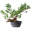 Juniperus chinensis Itoigawa, 33,5 cm, ± 15 Jahre alt