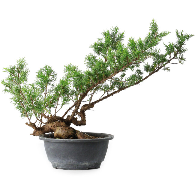 Juniperus chinensis Itoigawa, 33,5 cm, ± 15 anni