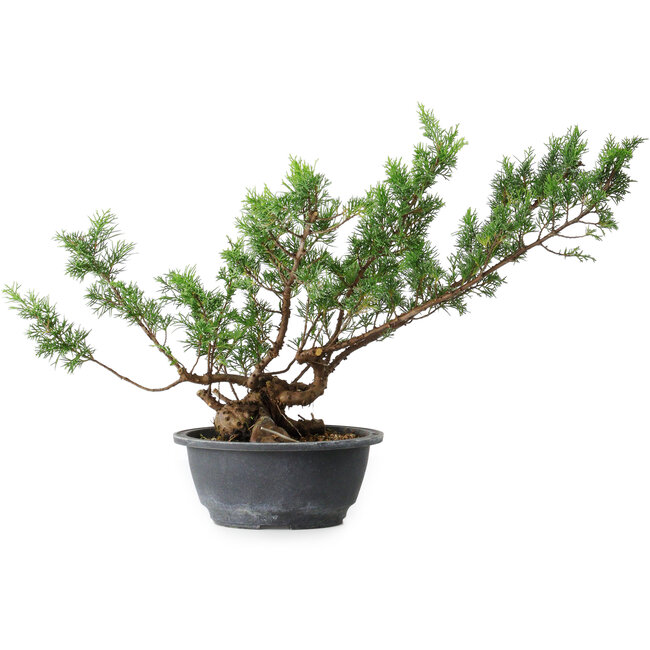 Juniperus chinensis Itoigawa, 33,5 cm, ± 15 años