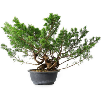 Juniperus chinensis Itoigawa, 29 cm, ± 15 ans