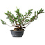 Juniperus chinensis Itoigawa, 33,5 cm, ± 15 años