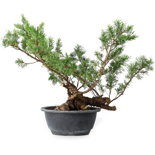 Juniperus chinensis Itoigawa, 33,5 cm, ± 15 Jahre alt
