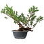 Juniperus chinensis Itoigawa, 33,5 cm, ± 15 anni
