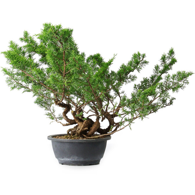 Juniperus chinensis Itoigawa, 29 cm, ± 15 anni