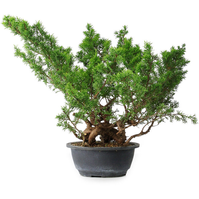 Juniperus chinensis Itoigawa, 29 cm, ± 15 años