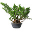 Juniperus chinensis Itoigawa, 29 cm, ± 15 anni