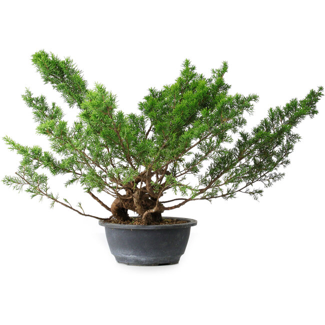 Juniperus chinensis Itoigawa, 29 cm, ± 15 anni