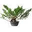Juniperus chinensis Itoigawa, 29 cm, ± 15 years old