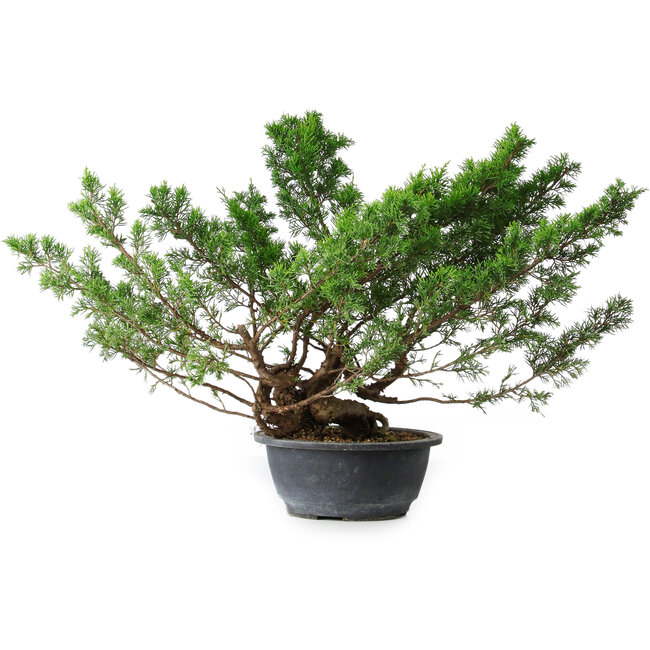 Juniperus chinensis Itoigawa, 29 cm, ± 15 years old