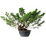 Juniperus chinensis Itoigawa, 29 cm, ± 15 ans