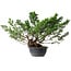 Juniperus chinensis Itoigawa, 29 cm, ± 15 years old