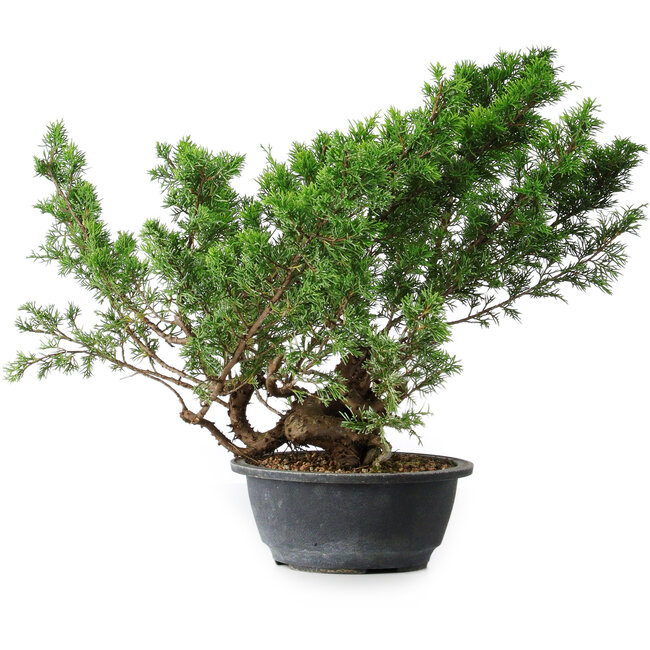 Juniperus chinensis Itoigawa, 29 cm, ± 15 años