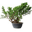 Juniperus chinensis Itoigawa, 29 cm, ± 15 years old