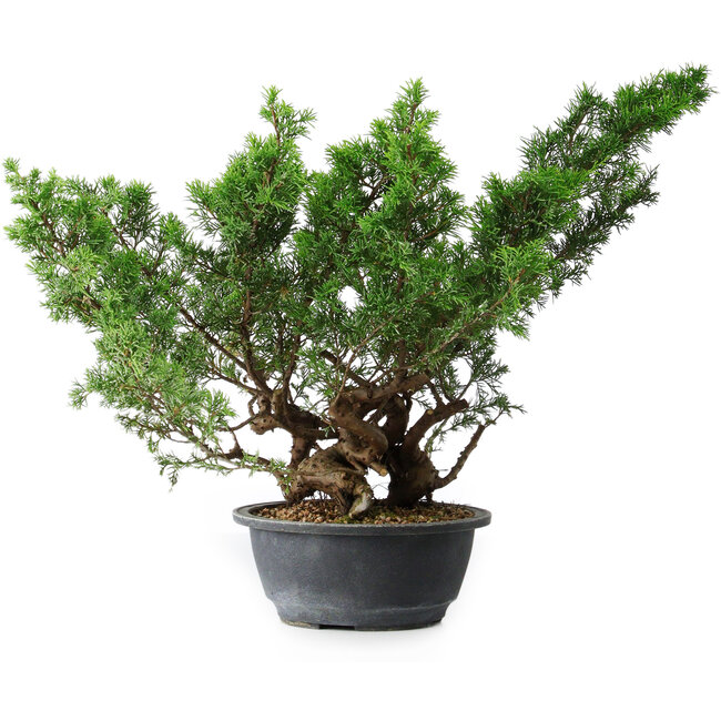 Juniperus chinensis Itoigawa, 29 cm, ± 15 jaar oud